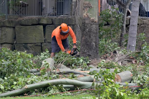 Best Storm Damage Tree Cleanup  in Harper, TX