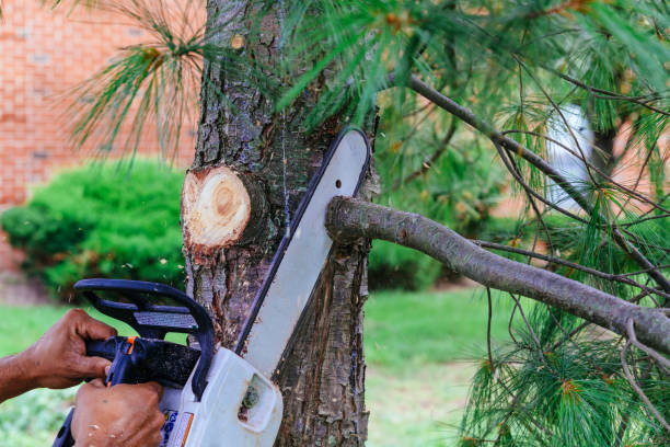 Best Arborist Consultation Services  in Harper, TX